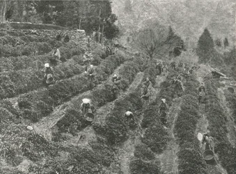 A Tea Plantation Outside the Town, Kobe, Japan