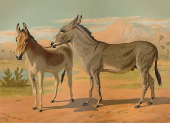Abyssinian Wild Male Ass & Female Indian Onager