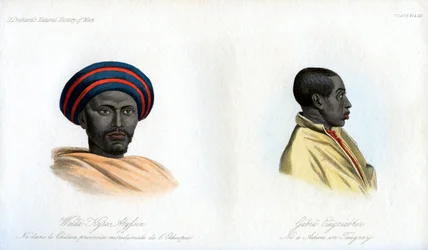 Abyssinian portraits