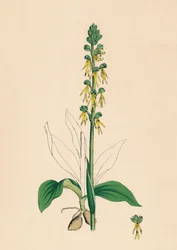 Man Orchis