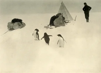 Adelie Penguins Visit a Camp