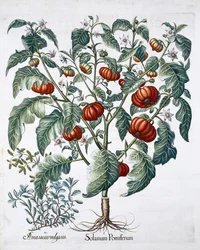 African Tomato and Marjoram Plants