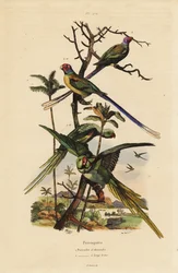 Alexandrine parakeet, Psittacula eupatria, and long-tailed parakeet, Psittacula longicauda