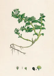 Alsine Peploides. Sea Purslane
