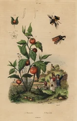 Ambush bug, Macrocephalus cimicoides, and bladder cherry or Chinese lantern plant, Physalis alkekengi