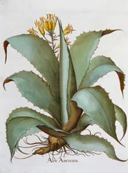 American Aloe Aloe Americana