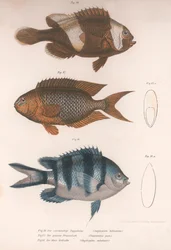 Amphiprion Bifasciatus, Pomacentris Pavo, Glyphisodo