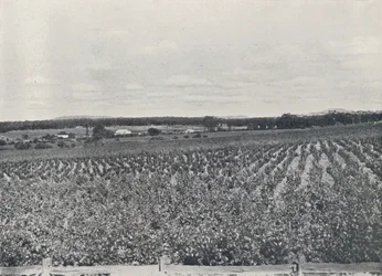 An Australian Vineyard, 1923