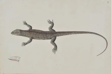 An Indian Bish-Khopra Lizard, ca. 1790