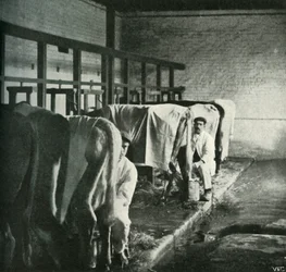 An Up-To-Date Milking-Shed at the Walker-Gordon Farm