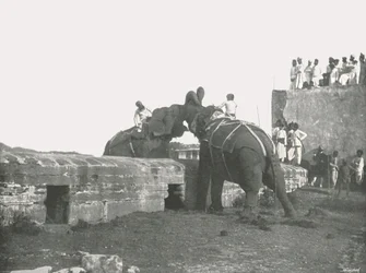 An elephant fight, Hyderabad, India, 1895