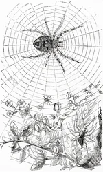 An orb-weaver spider or araneid