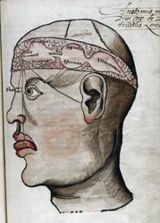 Anatomy 16th Century: Brain Section for Studying Localization of Cerebral Functions and Head Organs