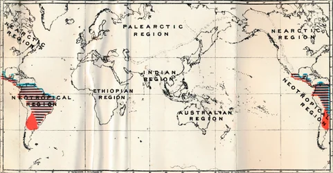 Anthropoidea - V. Map distribution of Families Hapalidae Red, and Cebidae Blue
