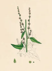 Atriplex Smithii. Smith