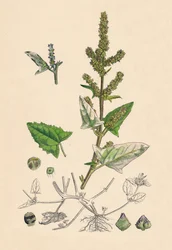 Atriplex deltoidea. Triangular-leaved Orache