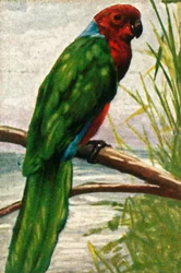 Austral Parakeet, c1928