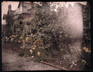 Autochrome of flowers, c 1908