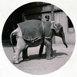 Baby elephant at the zoo, c 1890