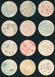 Bacteria, 19th century