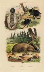 Bamboo fungus, Phallus indusiatus, scarab dung beetles, Coprophanaeus ensifer and Diabroctis mimas, and common wombat, Vombatus ursinus