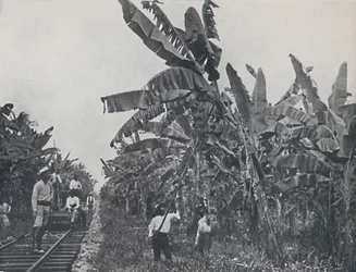 Banana Plantation