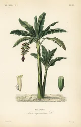 Banana tree, Musa paradisiaca, Musa sapientium