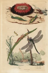 Barrel bubble snail, Acteon tormatilis, beadlet anemone, Actinia equina, yellow-barred long-horn, Nemophora degeerella, brown hawker, Aeshna grandis