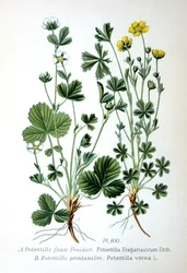 Barren Strawberry and Spring Cinquefoil, 1893