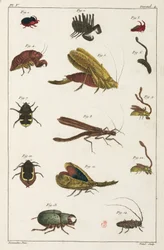 Beetles and Other Insects, South America