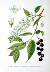 Bird Cherry