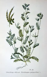 Birds-foot, 1893