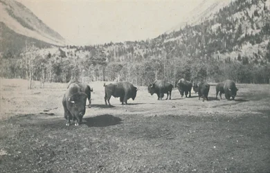 Bison