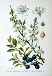 Blackthorn