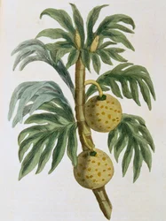 Breadfruit Artocarpus incisus