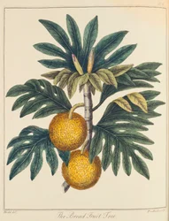 Breadfruit Artocarpus incisus