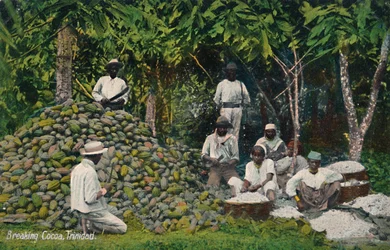 Breaking Cocoa, Trinidad