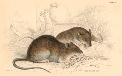 Brown Rat Rattus rattus