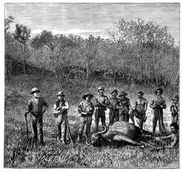 Buffalo hunters in the Transvaal, South Africa