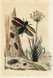 Buprestis beetles, flowering rush, Butomus umbellatus, and pill beetle, Byrrhus pilula
