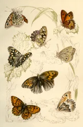 Butterflies
