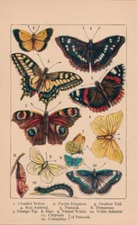Butterflies
