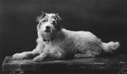 Caesar, King Edward