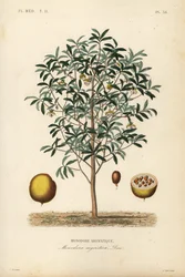 Calabash nutmeg