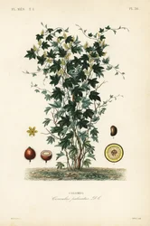 Calumba tree, Jateorhiza columba, Cocculus palmatus