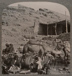 Camel train from Jerash, watering at the Fountain of Elisha