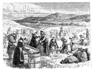 Cape Cod women picking and sorting Cranberries