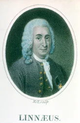 Carolus Linnaeus, 18th Century Swedish Naturalist
