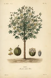 Cassava, yuca or manioc plant