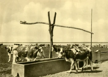 Cattle drinking at a trough, Burgenland, Austria, c1935